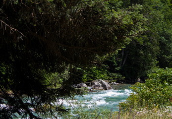 mountain river in the forest