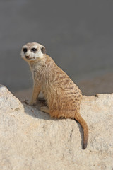 meerkat suricata suricatta is sitting