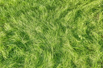 green grass landscape pattern background top down view of lawn meadow texture for design natural color hi resolution photo for wallpaper design template