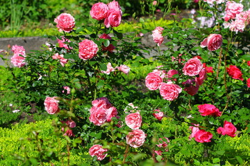flowers in the garden