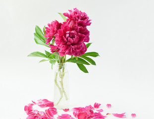 Red peonies bouquet in a glass vase on a white isolated background. Fresh flowers still life. Horizontal frame.