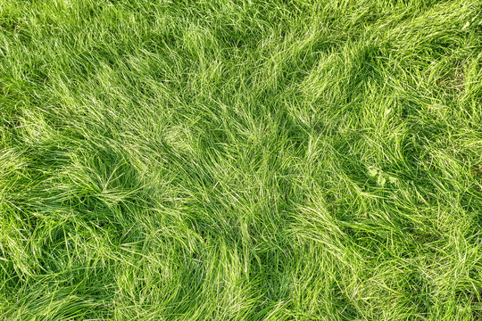 green grass landscape pattern background top down view of lawn meadow texture for design natural color hi resolution photo for wallpaper design template