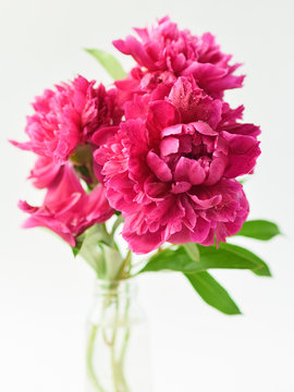 Red peonies bouquet in a glass vase on a white isolated background. Fresh flowers . Selective focus. Vertical frame.