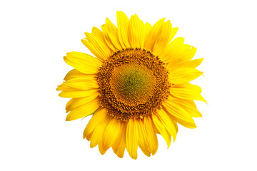 One natural beautiful sunflower