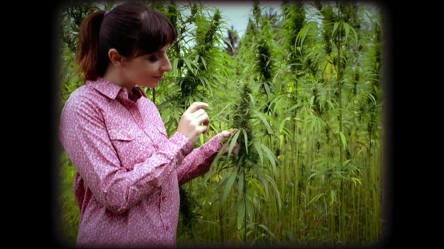 Woman checking hemp plants in the field