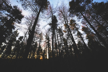 The silhouette of pine trees against the dawn sky as the orange glow of the sun peeks through the branches.