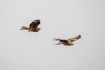 Zwei Rotmilane freigestellt im Flug vor bewölktem Himmel