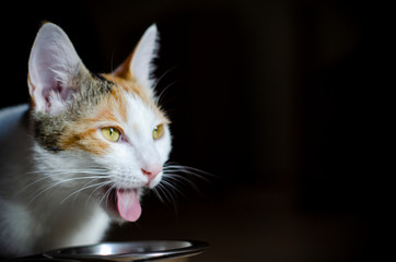 Hungry tricolor cat eat dry food. Healthy. Holistic.