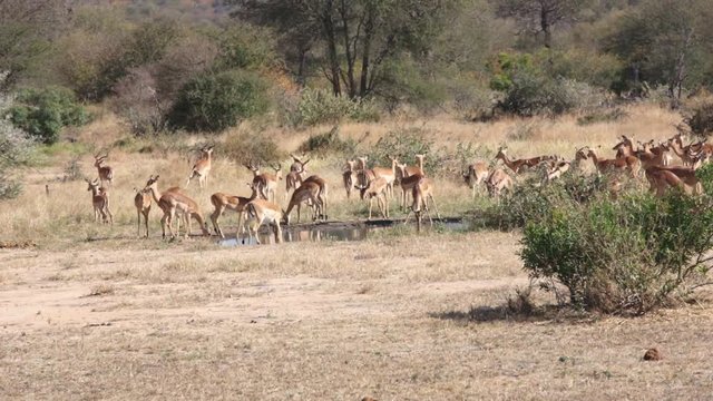 Group of impala's or antilopes in the national kruger park, south africa