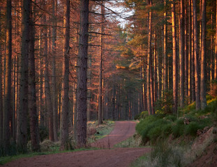 Warm glow of a winter sunrise in a pine forest in Northumberland, England UK.
