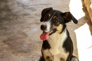 The dog looks at its owner faithfully