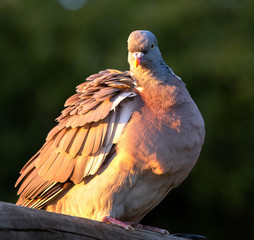 Beautiful pigeon with ruffled feathers basking in the sun, perched