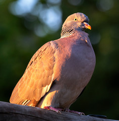 Beautiful pigeon basking in the sun, perched