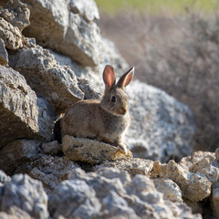 Ein Wildkaninchen sitzt auf einem Stein in der Seitenansicht