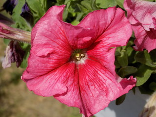 Beautiful blooming petunias of a wide variety of colors. Large beautiful flowers.