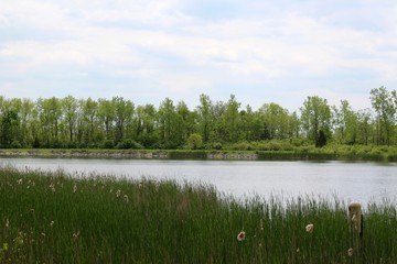 The view of lake over the cattails on the shore.