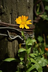yellow flowers in the garden