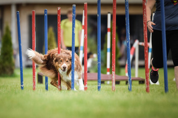Redmerle Australian shepherd is running on czech agility competition slalom. Prague agility competition in dog park Pesopark. - Powered by Adobe