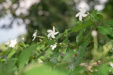 Flamboyant tree or phoenix flower, a kind of urban tree that bloom bright red flowers in summer season, beautiful blossom on branch of tree from bottom. Stock photo