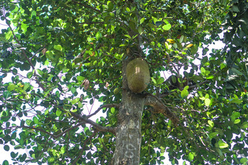 Jackfruit on tree in asian nature. Vegetarian temma for background. Stock photo