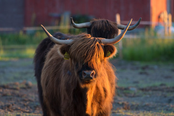 Long-haired cows in the evening sunlight