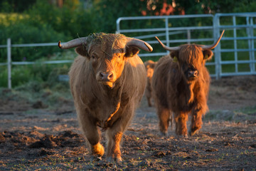 Long-haired cows in the evening sunlight