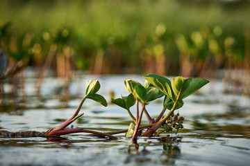 green plant blooming on the lake