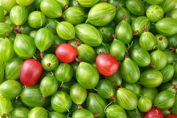 green gooseberry background. green gooseberry texture. Top view.