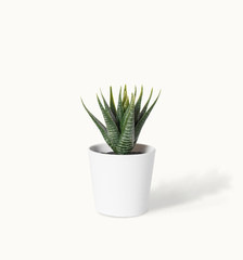 minimal cactus in pot on white background.