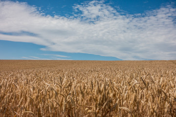 Reifes Weizenfeld kurz vor der Ernte