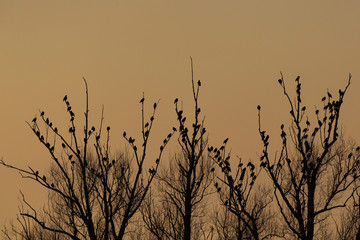 many starlings (sturnus vulgaris) sleeping on tree at dawn