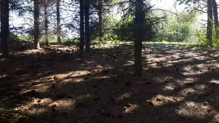 aerial view in forest to treetop. 4K video of nature.