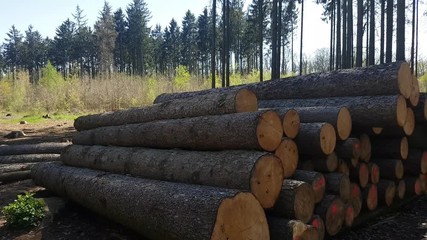 aerial view in forest to treetop. 4K video of nature.