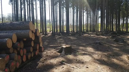 aerial view in forest to treetop. 4K video of nature.