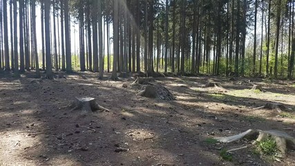 aerial view in forest to treetop. 4K video of nature.