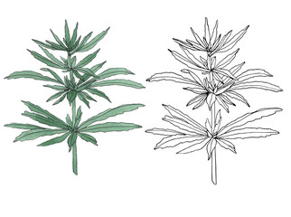 Watercolor and contour branch of Green hemp with leaves