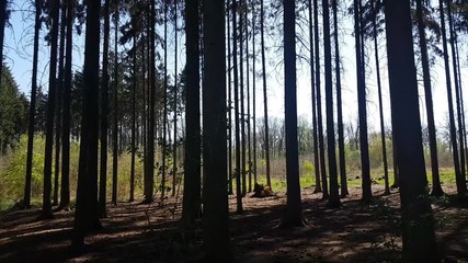 aerial view in forest to treetop. 4K video of nature.