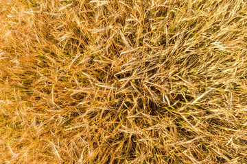 ears of barley sway in the wind. Field of beautiful summer gold rye barley and wheat closeup for green industry. Wide angle top view