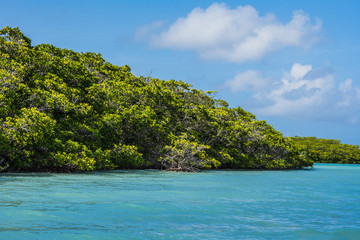 mangrove forest los roques