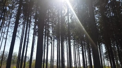 aerial view in forest to treetop. 4K video of nature.