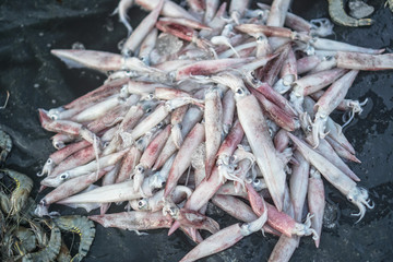Seafood fishing in the ocean. Squids on the counter of the store in Asia. Stock photo