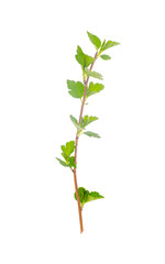 Branch with young green leaves isolated on white background. 