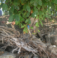 White-breasted Kingfisher (Halcyon smyrnensis) on the dry snag at Sri Lanka, beach, India. Stock photo