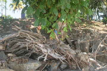White-breasted Kingfisher (Halcyon smyrnensis) on the dry snag at Sri Lanka, beach, India. Stock photo
