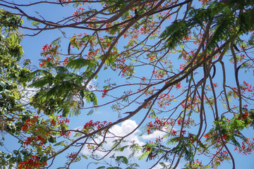 Flamboyant tree or phoenix flower, a kind of urban tree that bloom bright red flowers in summer season, beautiful blossom on branch of tree from bottom. Stock photo