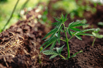 Bush marijuana cannabis on blurred background at sunset farm plantation