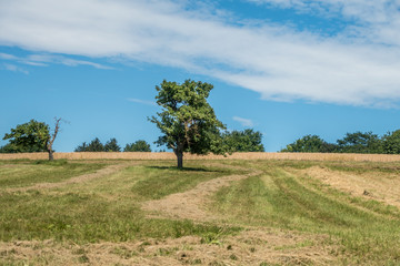 Frisch gemähte Streuobst Wiese im Sommer