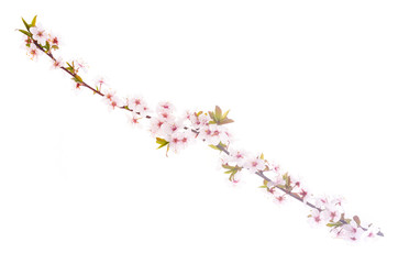 Branch with delicate white and pink flowers