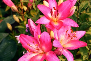 Fototapeta na wymiar Lilly flowers in a summer garden