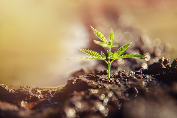 Bush marijuana cannabis on blurred background at sunset. Concept herb on farm